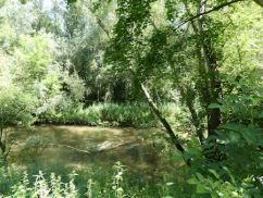 Umgestürzte Bäume, Stromschnellen und Engstellen prägen den Fluss oberhalb von Frankfurt